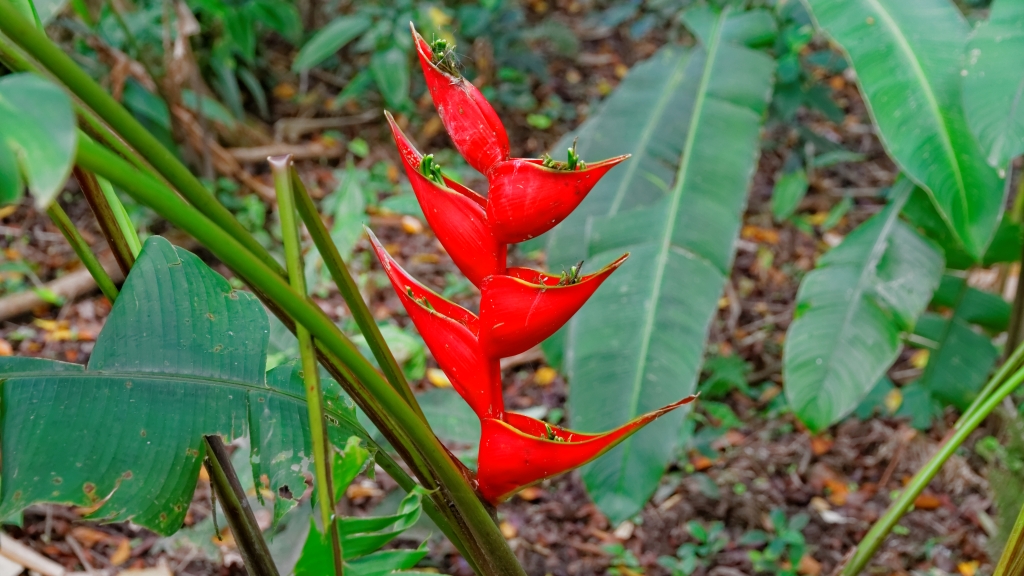 03 - Volcan Arenal (27).jpg